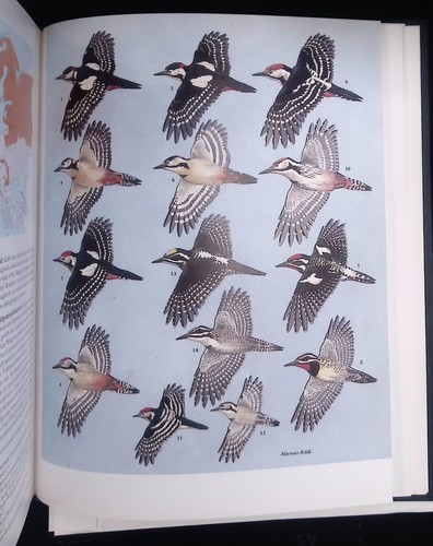 The birds western - the,